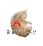 ねこ（ひたすらかわいい）（個別スタンプ：9）