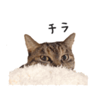 ねこ（ひたすらかわいい）（個別スタンプ：16）