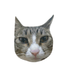 BAD BAN（個別スタンプ：3）