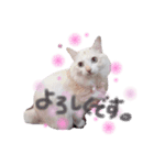 ラグドールみぃちゃん（個別スタンプ：4）