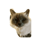 cute cats stickers（個別スタンプ：1）