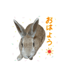はなちゃんSTAMP（個別スタンプ：1）