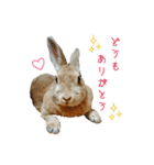 はなちゃんSTAMP（個別スタンプ：2）