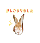 はなちゃんSTAMP（個別スタンプ：4）