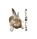 はなちゃんSTAMP（個別スタンプ：5）
