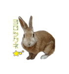 はなちゃんSTAMP（個別スタンプ：7）