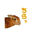 はなちゃんSTAMP（個別スタンプ：8）