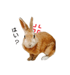 はなちゃんSTAMP（個別スタンプ：9）