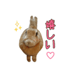 はなちゃんSTAMP（個別スタンプ：13）