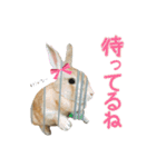 はなちゃんSTAMP（個別スタンプ：15）