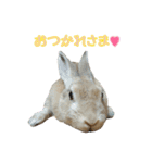 はなちゃんSTAMP（個別スタンプ：16）