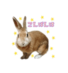 はなちゃんSTAMP（個別スタンプ：17）