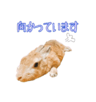 はなちゃんSTAMP（個別スタンプ：18）