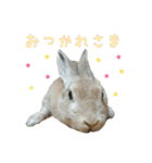 はなちゃんSTAMP（個別スタンプ：19）