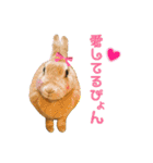 はなちゃんSTAMP（個別スタンプ：20）