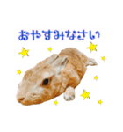 はなちゃんSTAMP（個別スタンプ：24）