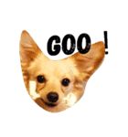 Coco Happy Life（個別スタンプ：3）