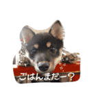 しまとらのすたんぷ（個別スタンプ：1）