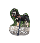 しまとらのすたんぷ（個別スタンプ：2）
