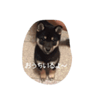 しまとらのすたんぷ（個別スタンプ：3）