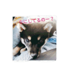 しまとらのすたんぷ（個別スタンプ：4）
