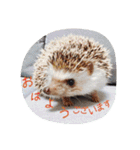 しまとらのすたんぷ（個別スタンプ：7）