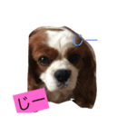 きゃばりあここの日常（個別スタンプ：3）