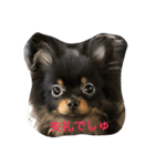 buratan pomeranian（個別スタンプ：5）