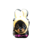 buratan pomeranian（個別スタンプ：6）