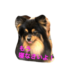 buratan pomeranian（個別スタンプ：8）