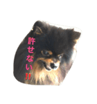 buratan pomeranian（個別スタンプ：11）