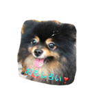 buratan pomeranian（個別スタンプ：12）