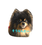 buratan pomeranian（個別スタンプ：14）