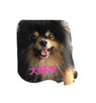 buratan pomeranian（個別スタンプ：15）