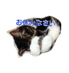 少しだけ砕けたい（個別スタンプ：13）