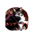 少しだけ砕けたい（個別スタンプ：15）