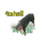 Baan Mah Deu（個別スタンプ：4）