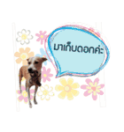 Baan Mah Deu（個別スタンプ：14）
