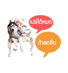 Baan Mah Deu（個別スタンプ：16）