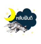 Baan Mah Deu（個別スタンプ：21）