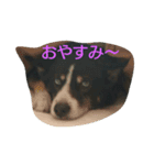 やまがた育ち、ミックス犬ミルキー（個別スタンプ：1）