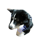 やまがた育ち、ミックス犬ミルキー（個別スタンプ：2）