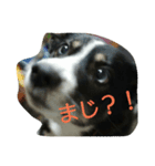 やまがた育ち、ミックス犬ミルキー（個別スタンプ：5）