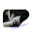やまがた育ち、ミックス犬ミルキー（個別スタンプ：6）