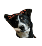 やまがた育ち、ミックス犬ミルキー（個別スタンプ：7）