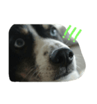 やまがた育ち、ミックス犬ミルキー（個別スタンプ：8）