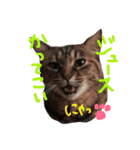 はるくん プラス 猫（個別スタンプ：13）