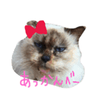はるくん プラス 猫（個別スタンプ：14）