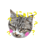はるくん プラス 猫（個別スタンプ：15）