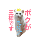はるくん プラス 猫（個別スタンプ：16）